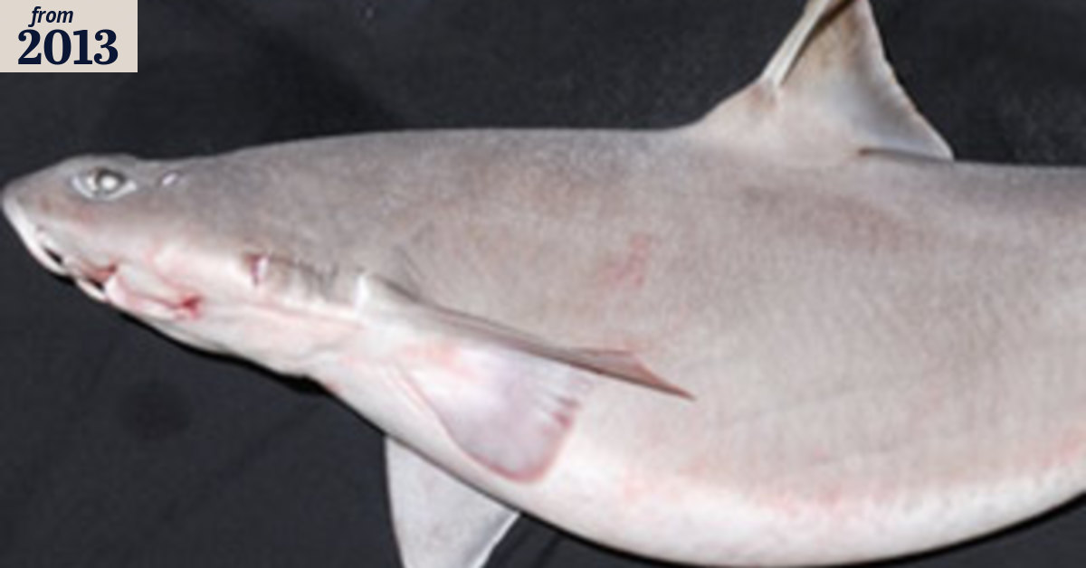 Sharks in WA waters never seen here before