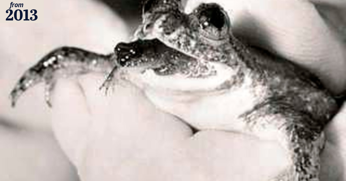 Extinct frog set to spawn again