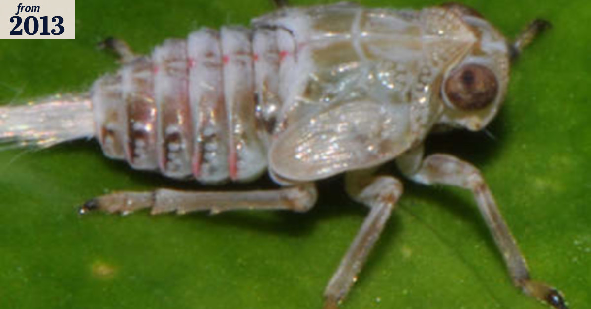 Gears discovered in nature to give insects a jump on predators
