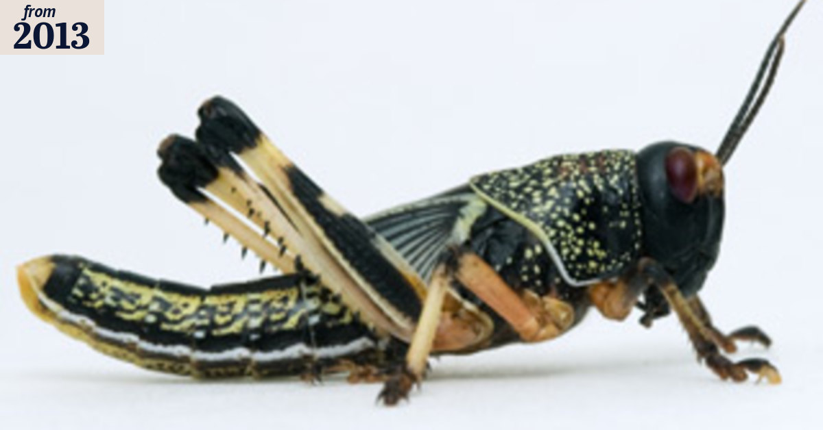 Keeping locusts at bay