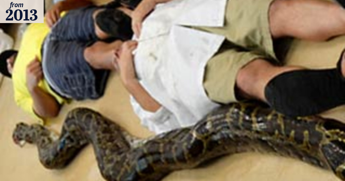 Giant 5.7 metre python killed, sets new record