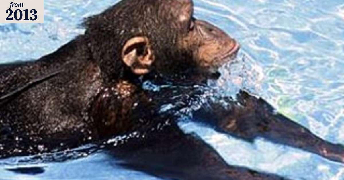 How do chimps swim? With the beast-stroke