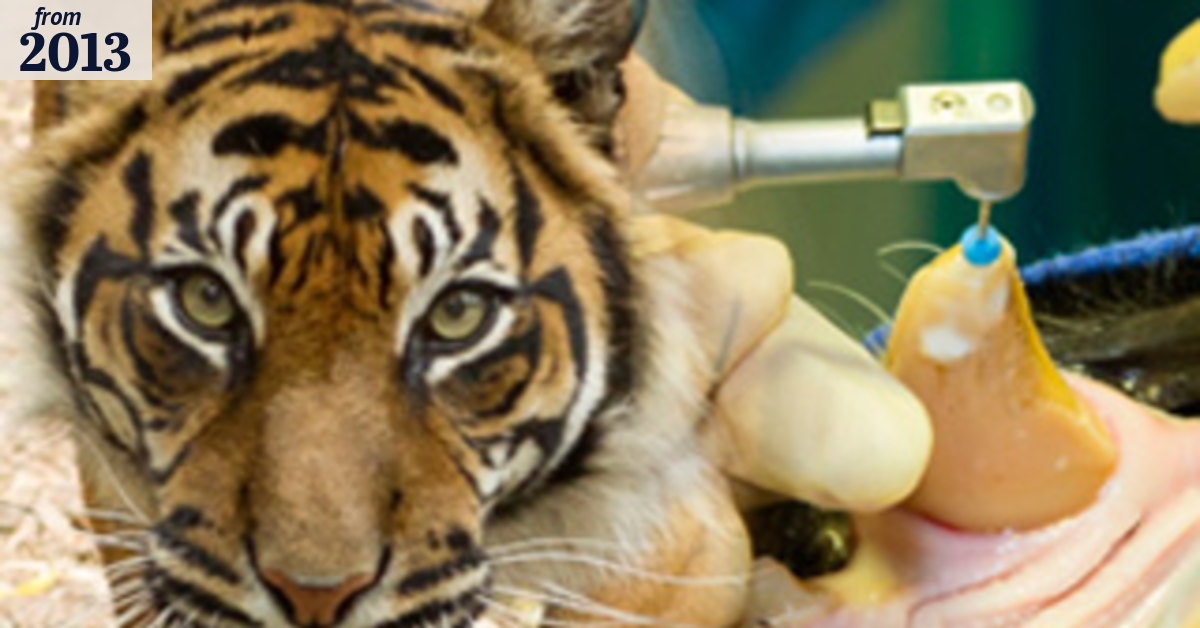 Like handling a tiger with a toothache... well, um