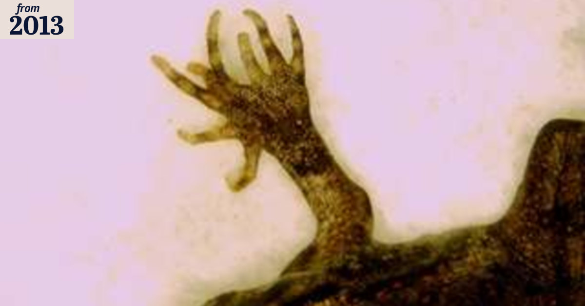 Mutant cane toads invade Gladstone