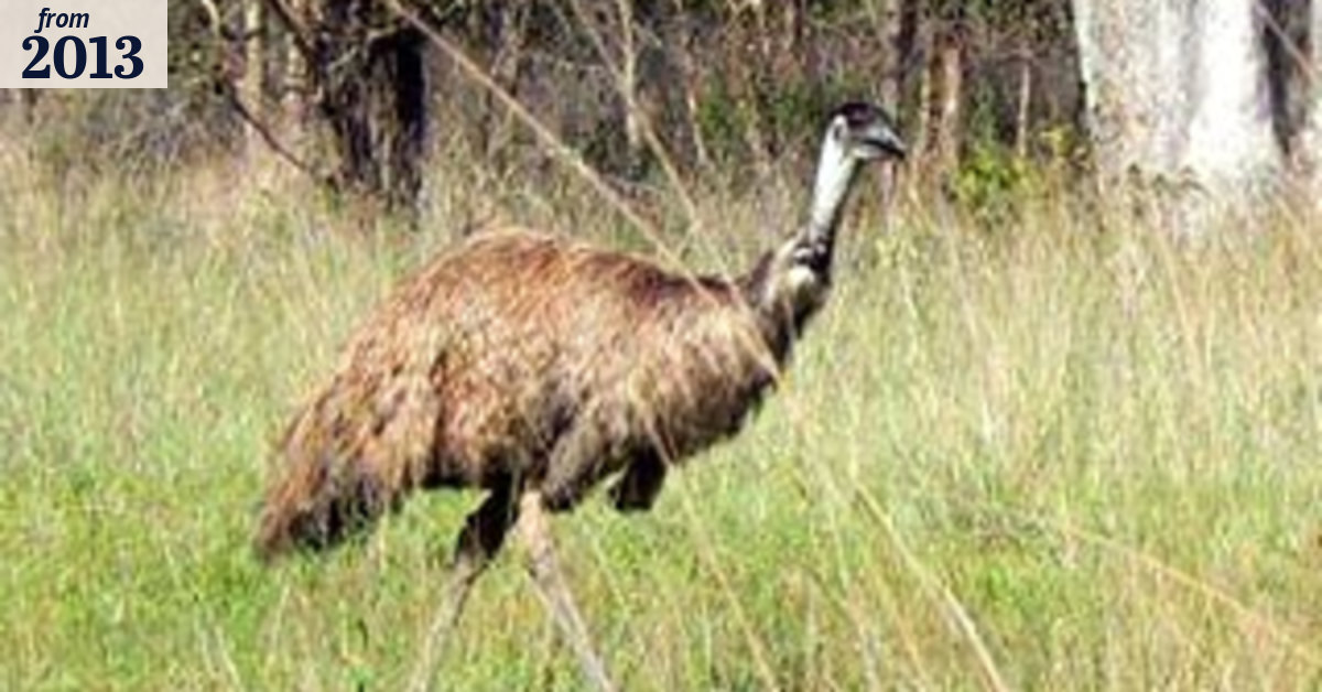 Western Sydney Conservation Alliance vows to keep native emu population ...