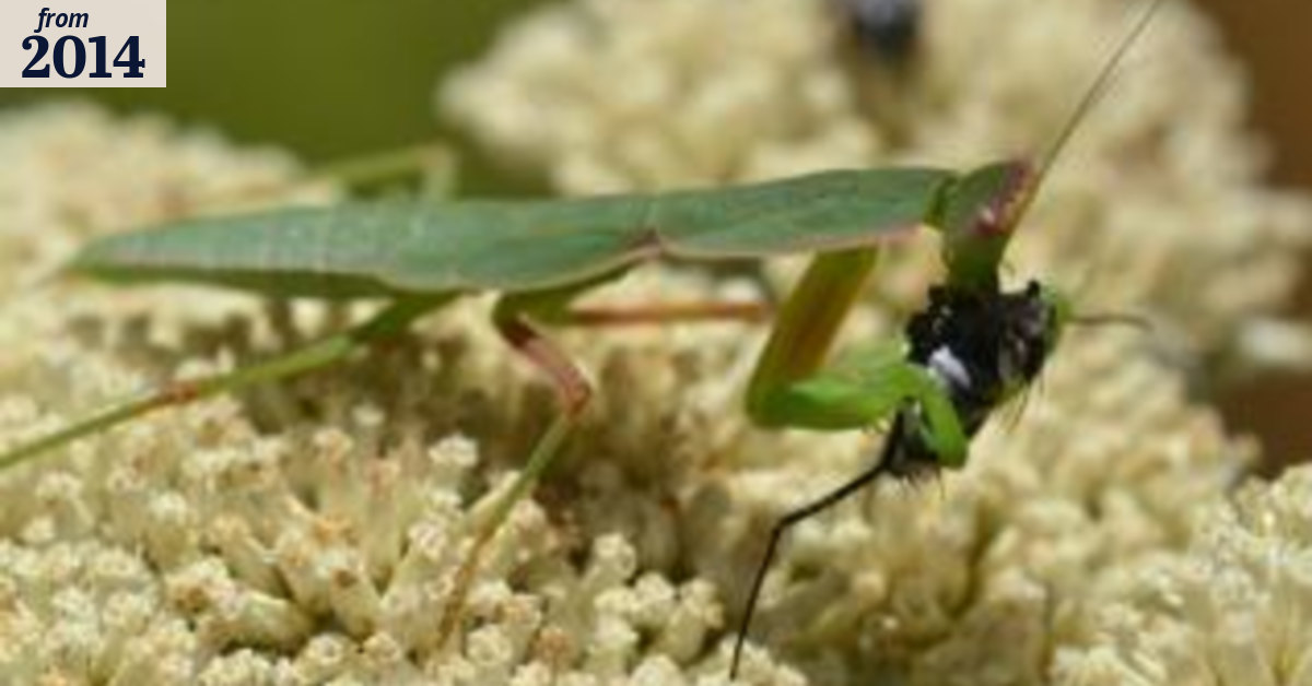 Audit your garden with the help of these insect classification websites