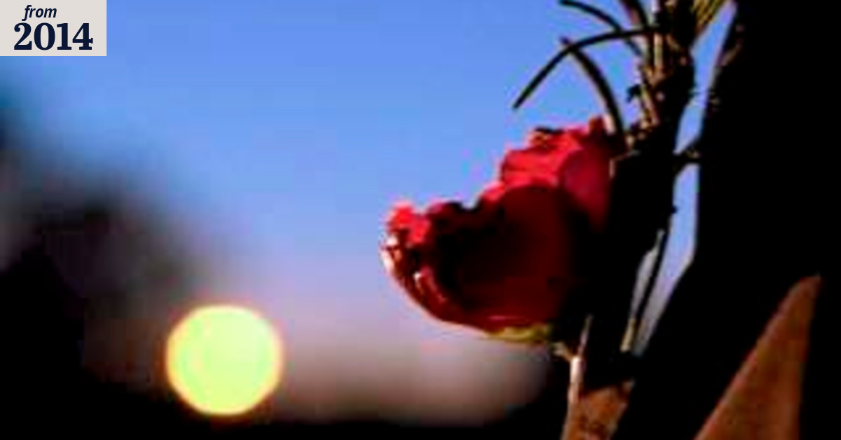 40,000 at dawn service at Perth's Kings Park