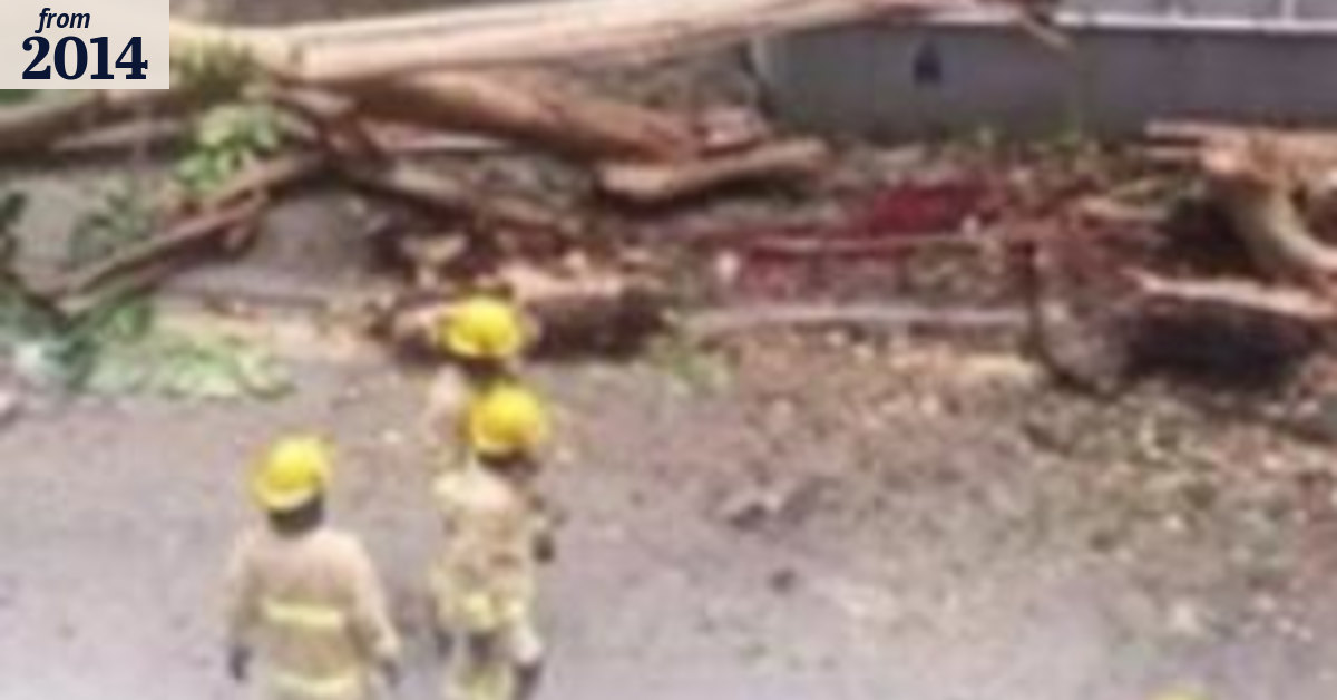 Baby born after mother killed by falling tree in Hong Kong
