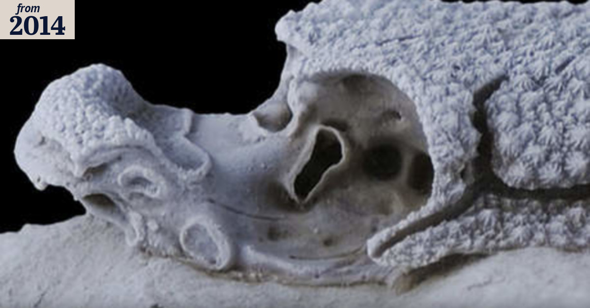 Jaw-inspiring: Ancient fish was pivotal in evolution of face ...