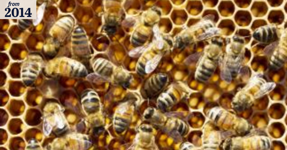 Bee numbers decline: how you can help