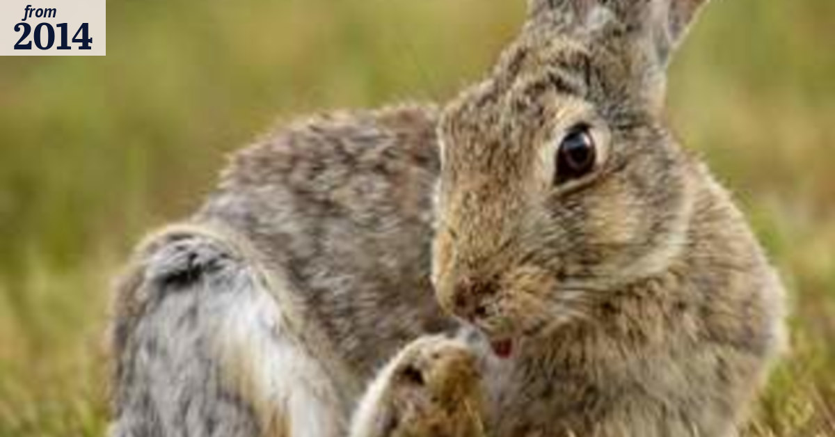 Woden rabbits are still thriving