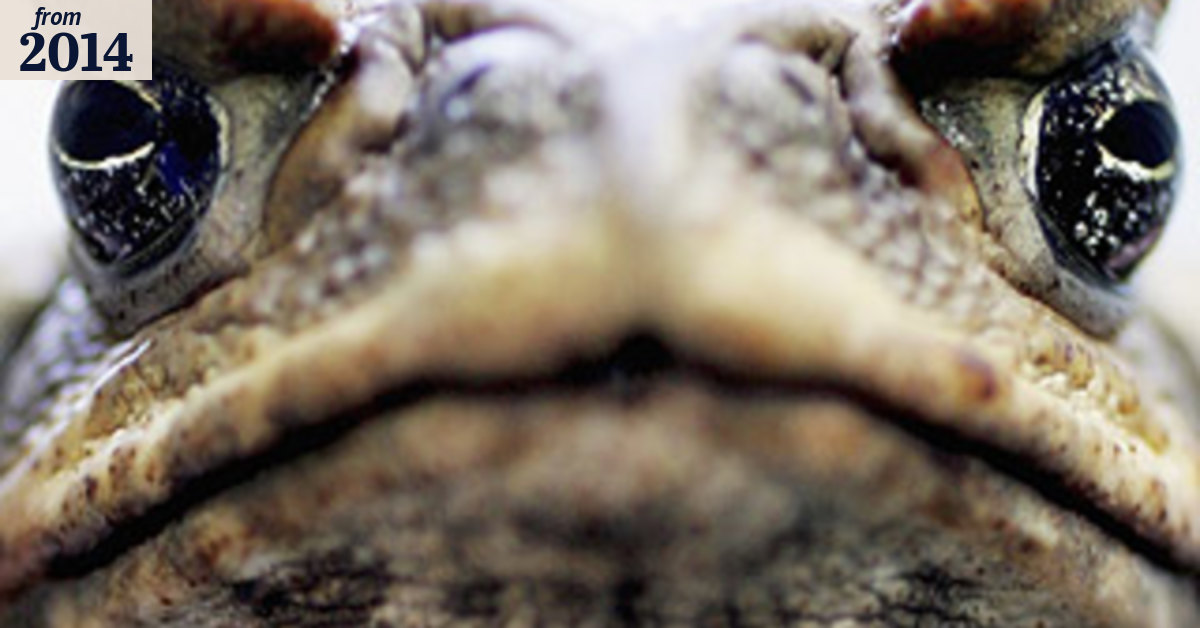 Cane toads prove they aren't landlubbers- floating their way further ...