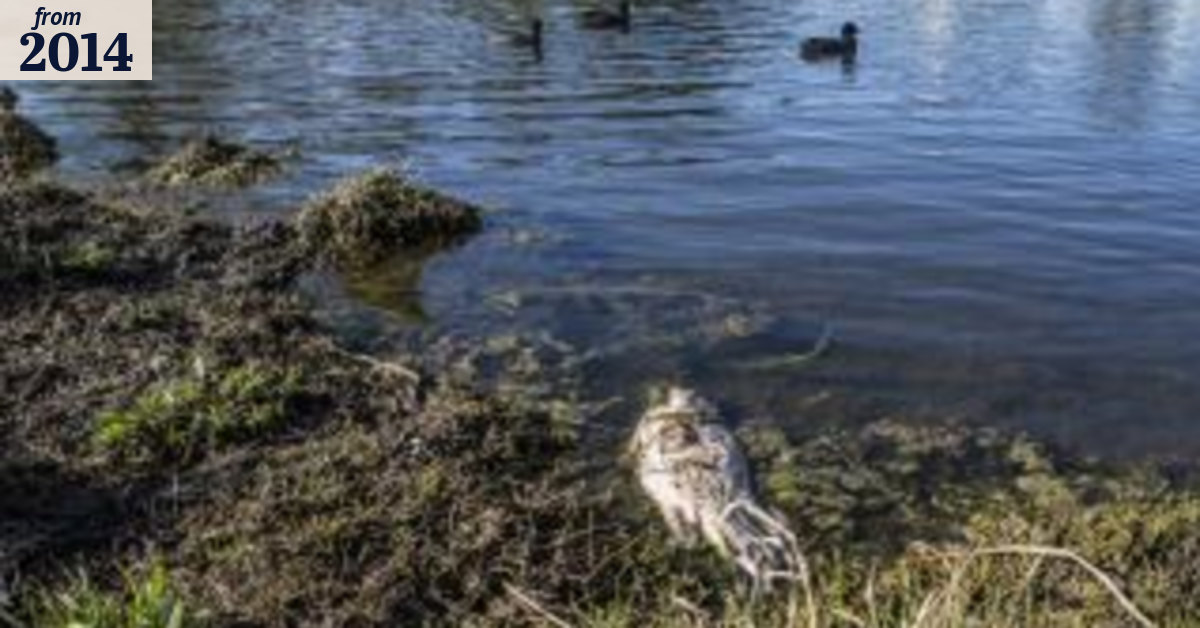 Mystery remains over Murray cod deaths