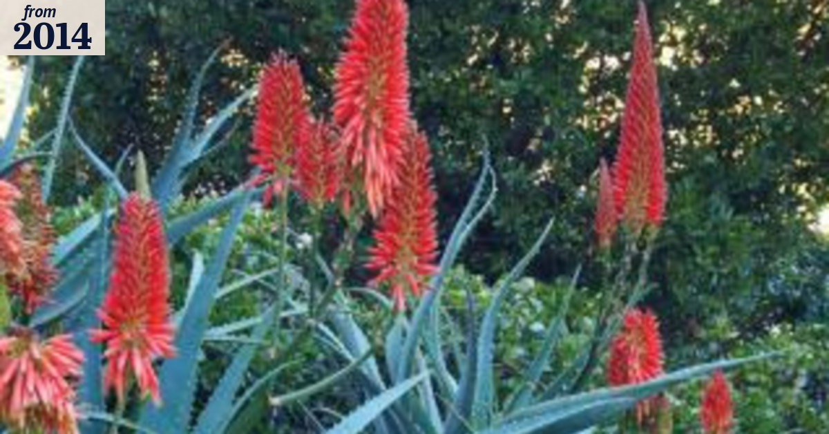 Aloes have another moment in the sun