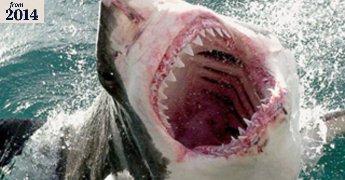 Environment Minister allows Western Australia to kill sharks to protect swimmers