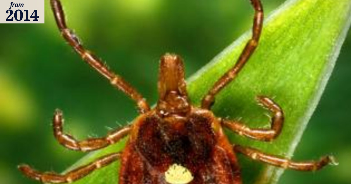 This insect's bite could turn you into a vegetarian