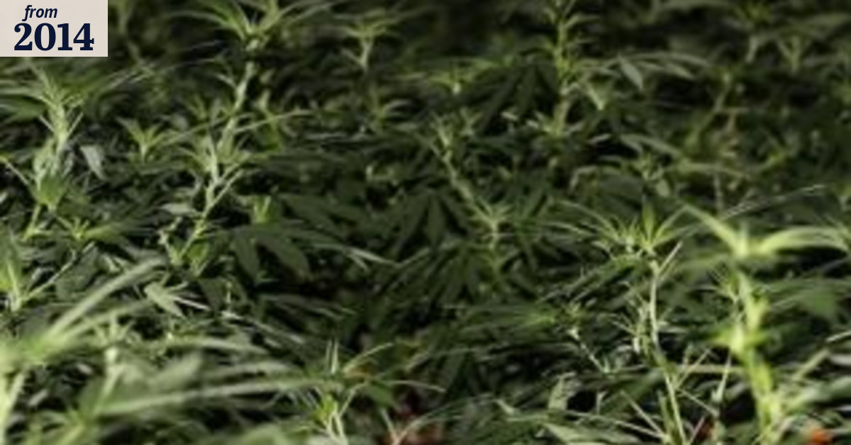 $3 million worth of cannabis seized by police at Sydney building