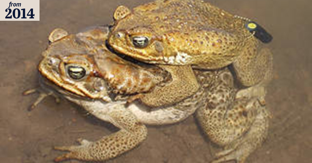 Cane toad survival secret revealed