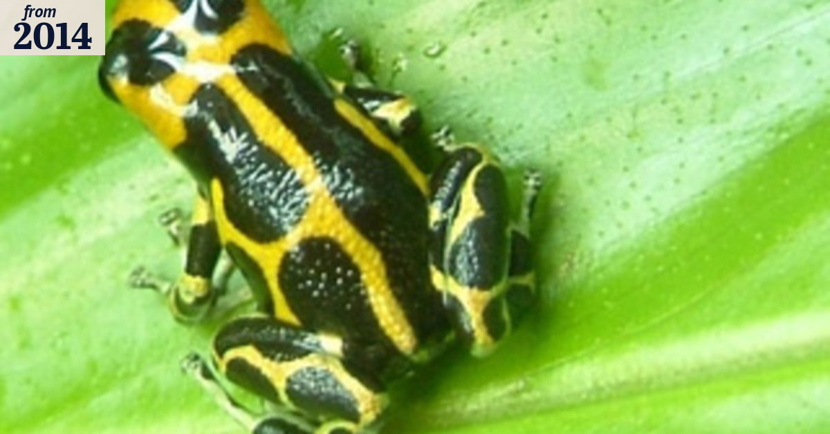 These frogs might be evolving right before our eyes