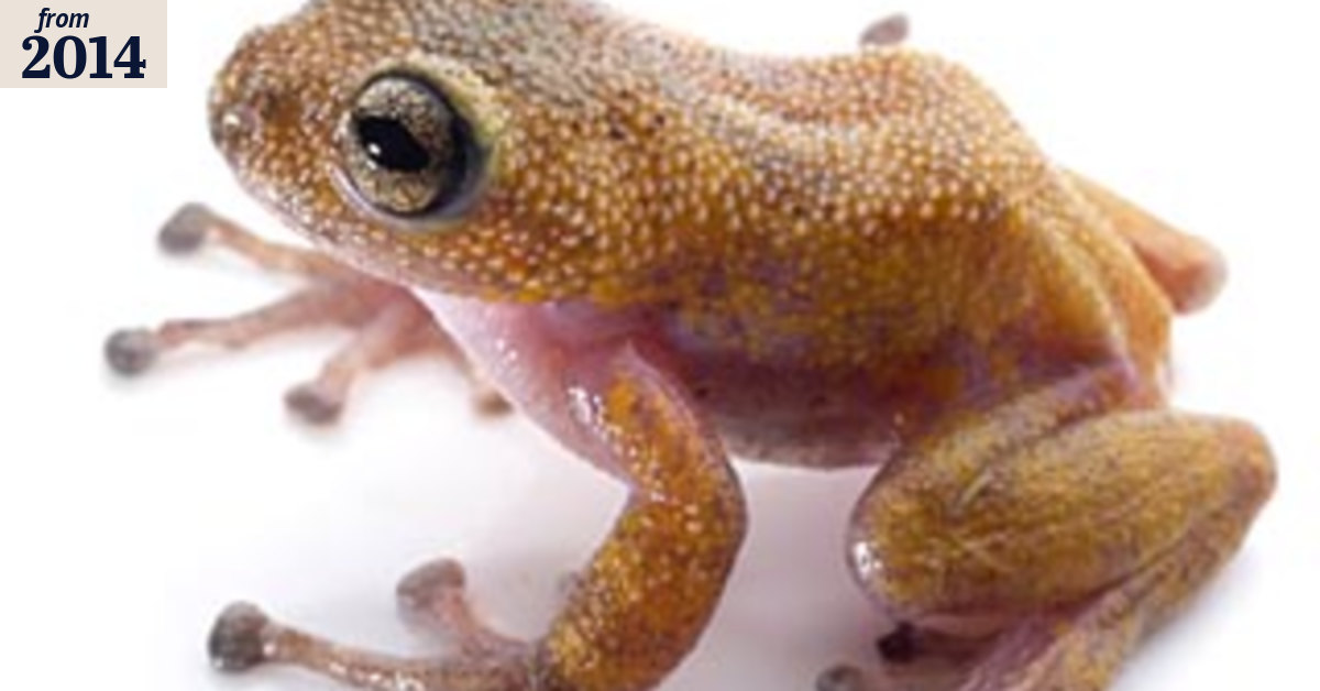 Thorny issue of finding a new frog