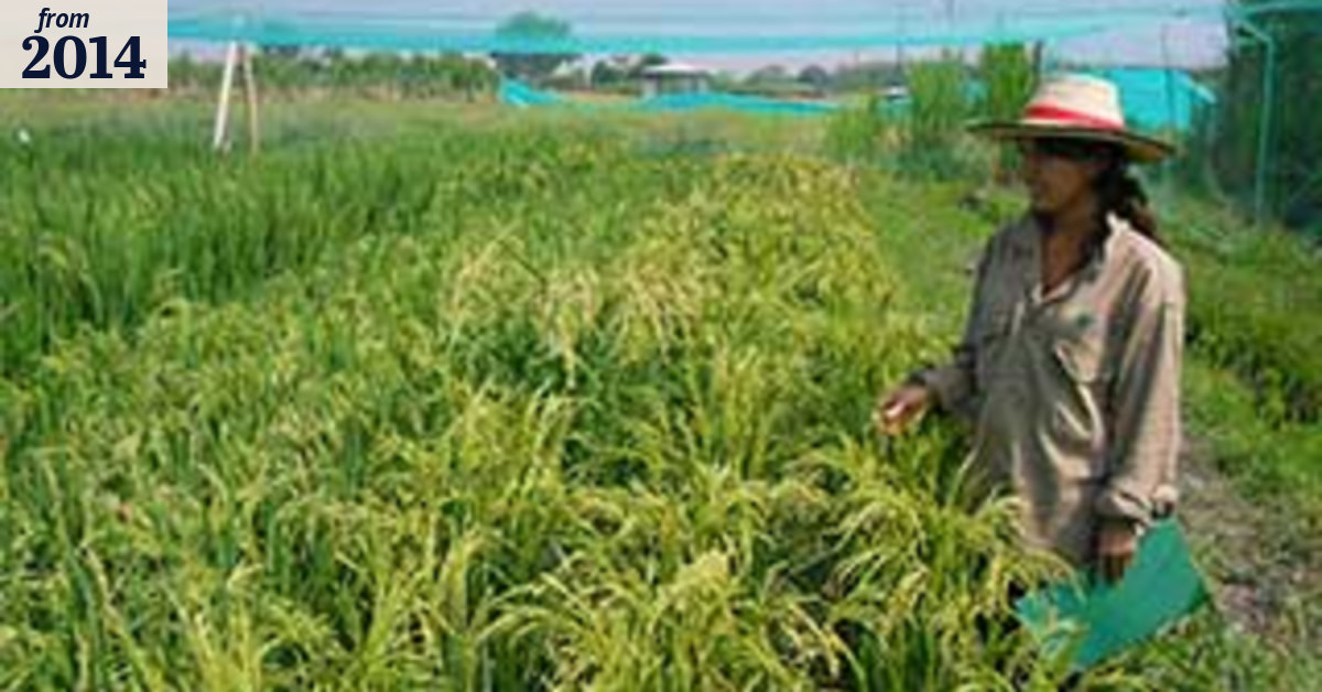 Designer rice brings nutrition to developing world