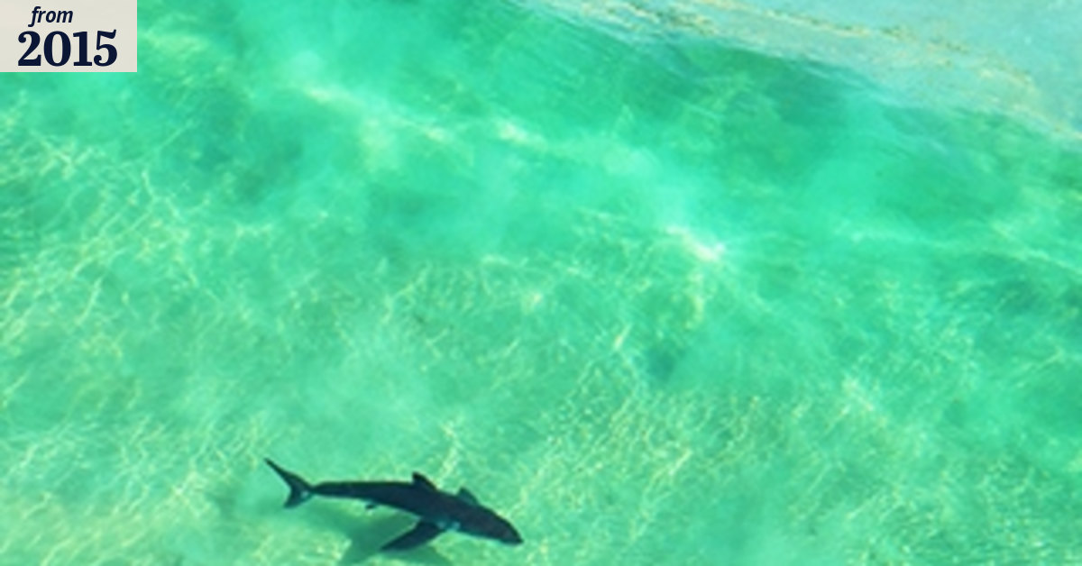 Humans, not sharks, are the problem