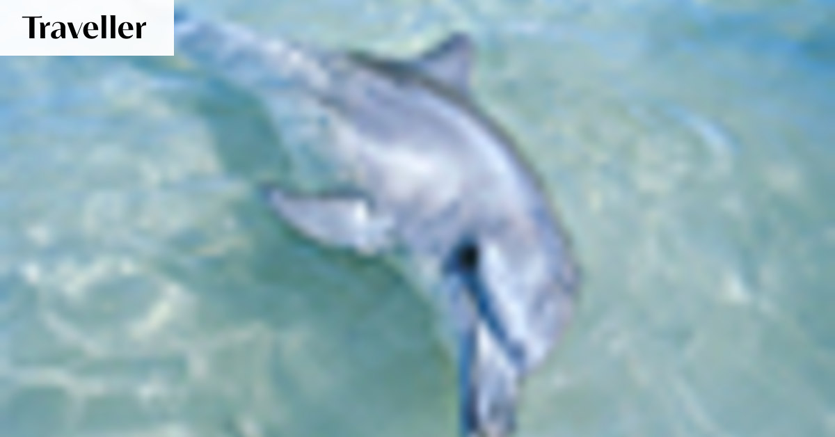 Legends of the shallows