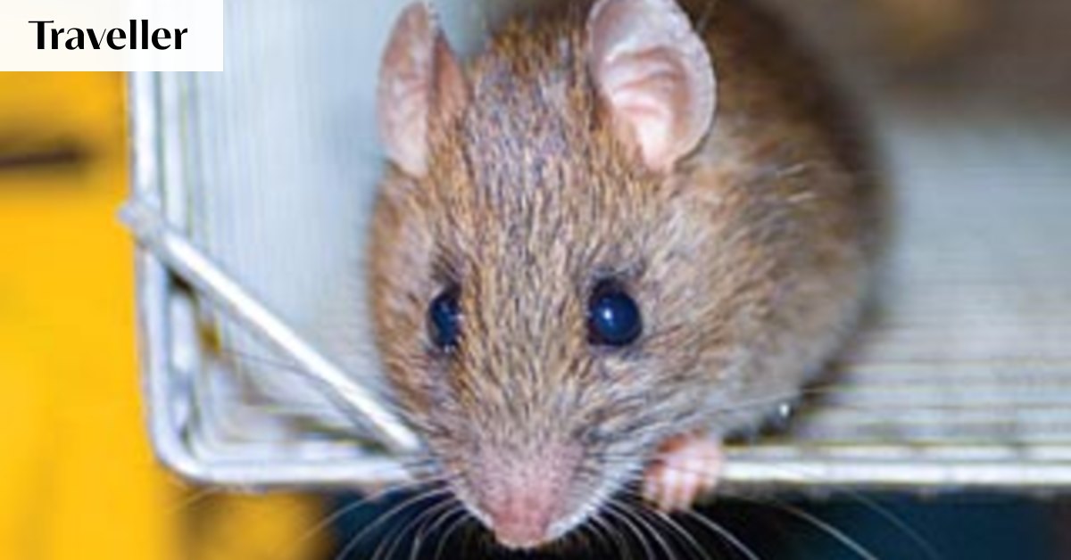 Stowaway rats force Qantas to ground jet