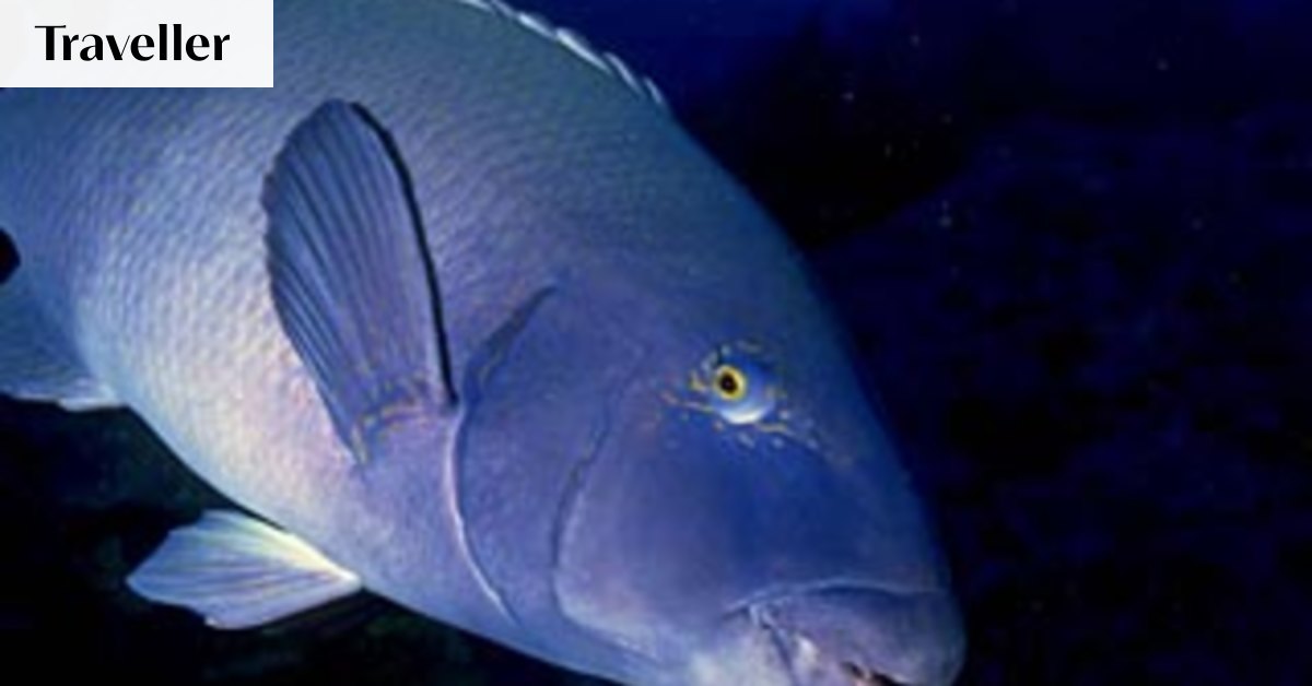 Friendly fish