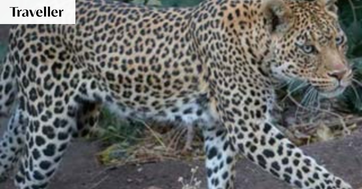 African Photographic Safari