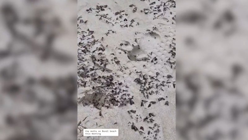 Millions of bogong moths continue moving along Australia's east coast