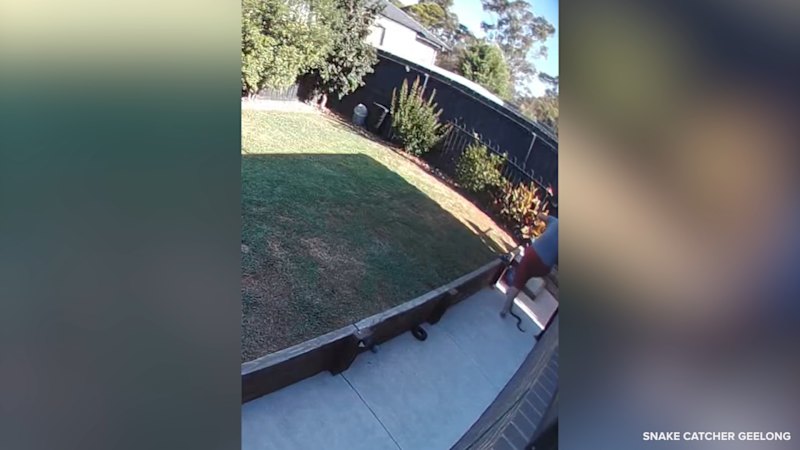 Woman escapes injury after snake wraps itself around her leg