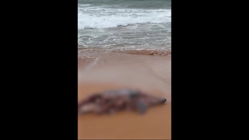 Bull shark spotted metres offshore a Sydney beach near a dolphin carcass