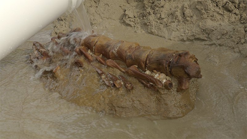 Scientists recover whale fossil at Ocean Grove