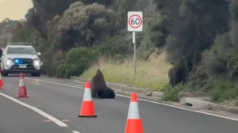 Sammy the seal blocks traffic on busy Victoria road
