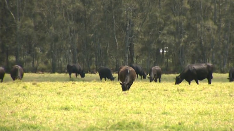 Meat producers warn of looming shortage