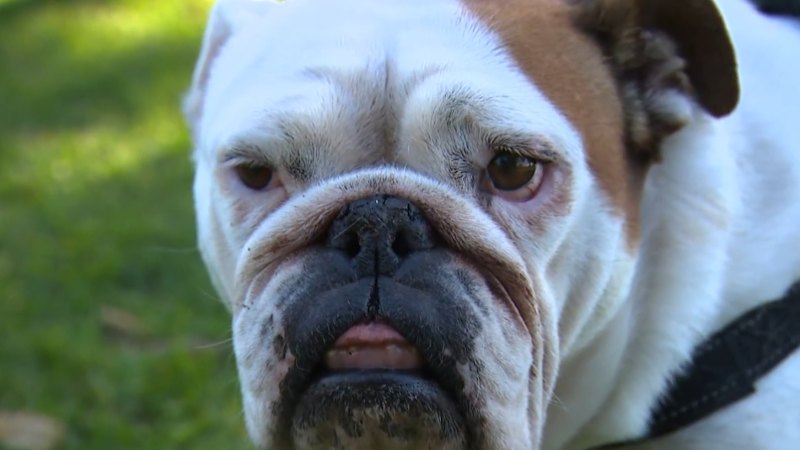 Aussie scientists develop injectable therapy to help flat-nosed dogs breathe easier