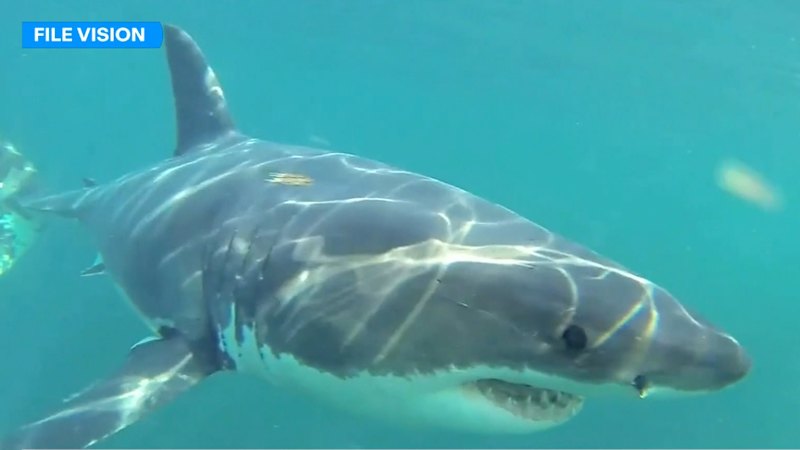 Shark warning for Sydney beachgoers