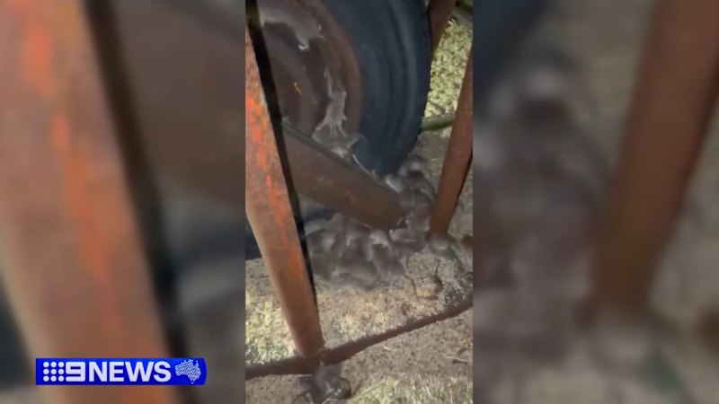 Mouse plague hits South Australia