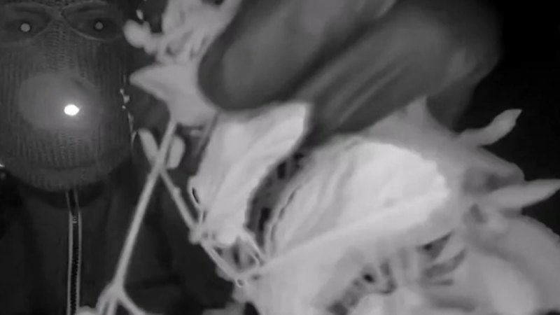 Person detained in Savannah Guthrie case