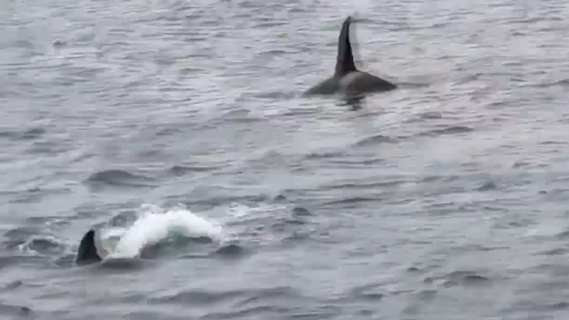 Orcas attack shark off Australian islands