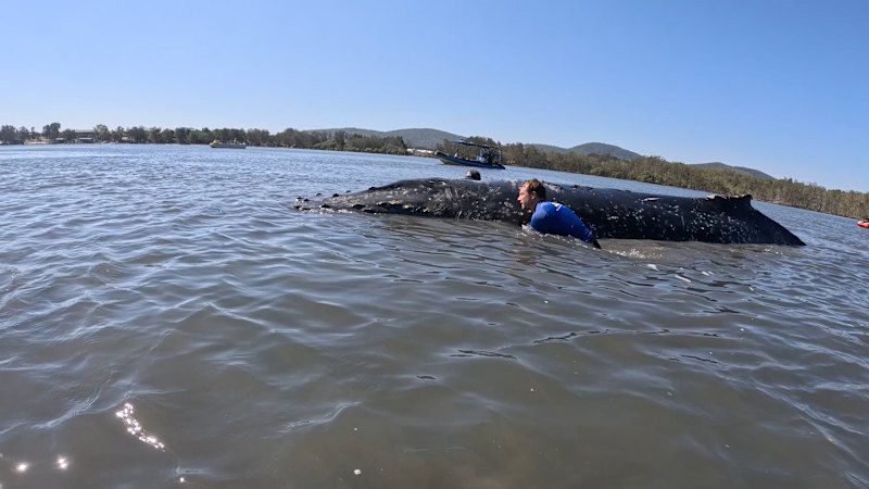 Young humpback towed off sandbar in first stranding of an early whale season