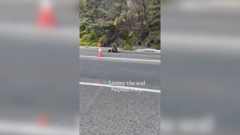 Seal blocks traffic on Victoria's Mornington Peninsula