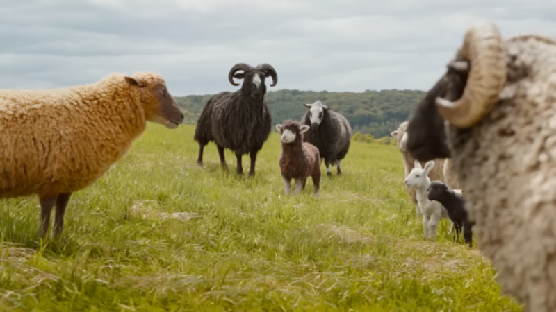 Official trailer: The Sheep Detectives