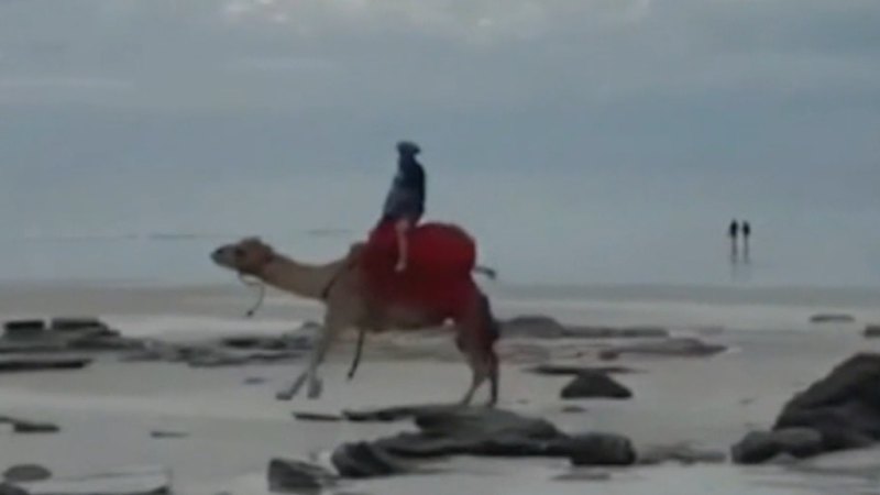 Tourist bucked off rogue camel flown to Perth hospital