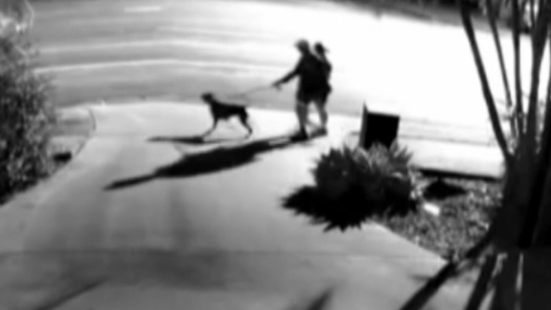 Couple rushed to hospital after dog attack