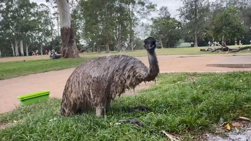 Lone Pine Koala Sanctuary keeps animals cool amid heatwave