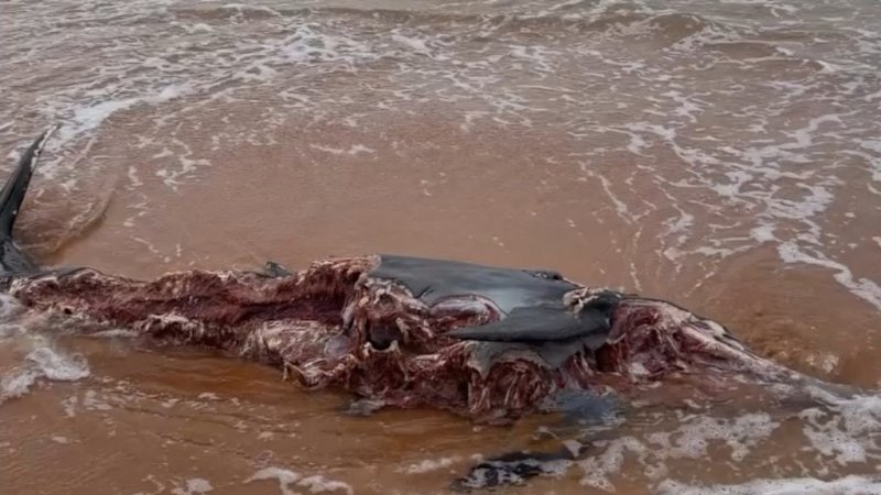 Bull shark spotted metres offshore a Sydney beach near a dolphin carcass