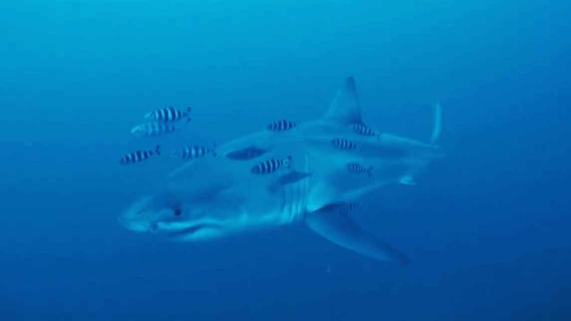 Underwater video shows a Great White Shark swimming in the Mediterranean