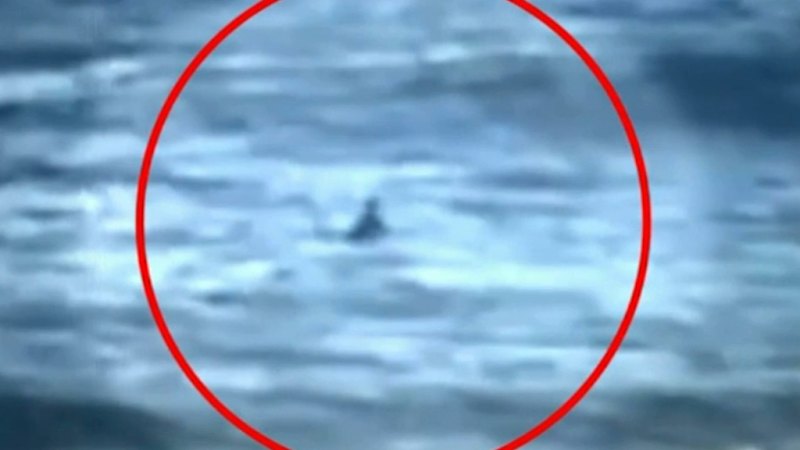 Surfer’s heart-stopping close encounter with shark